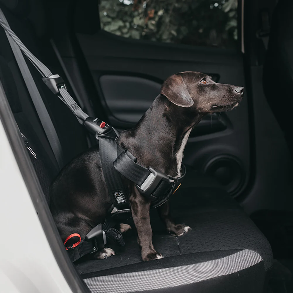 Dogs in car