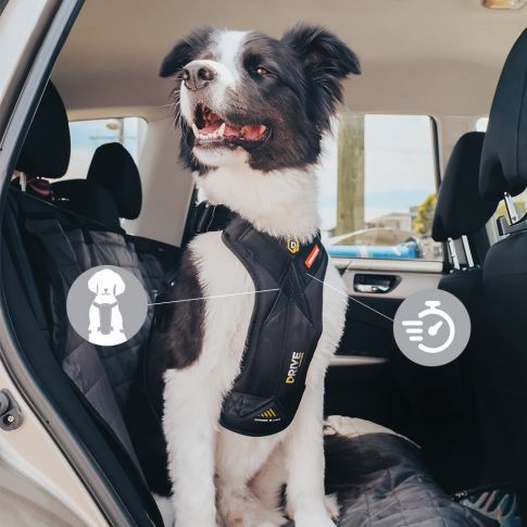 Dogs in car